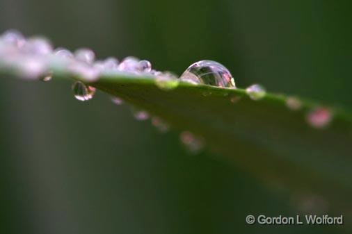 Wet Grass_47438-40.jpg - Photographed at Lebanon, Ohio, USA.